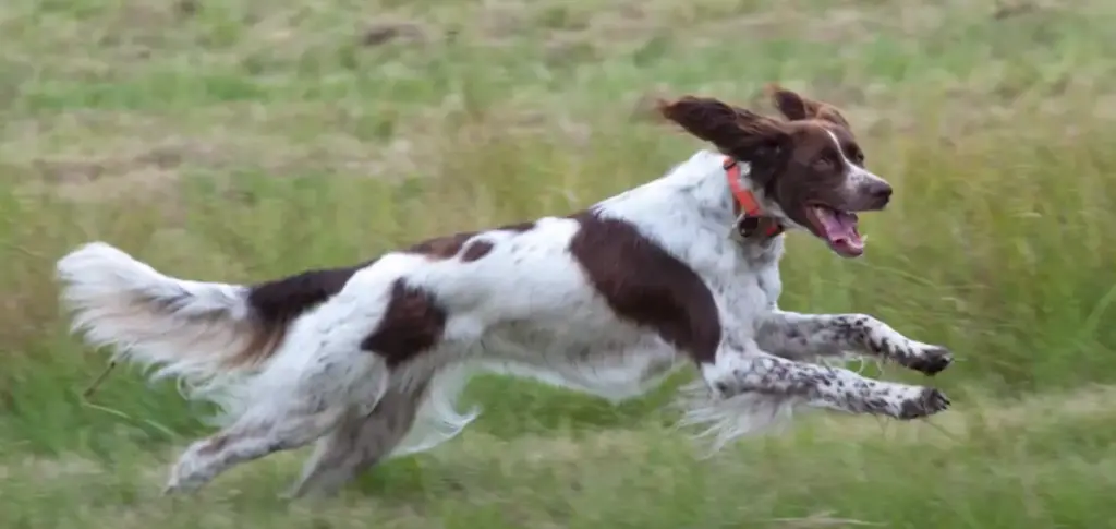 French Spaniel