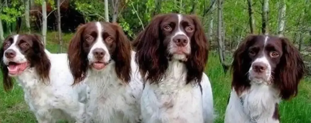 French Spaniel