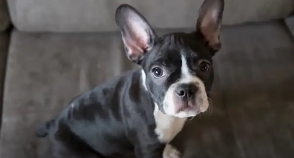 Frenchton: Discover the Traits and Care Needs of this Popular Mix Breed