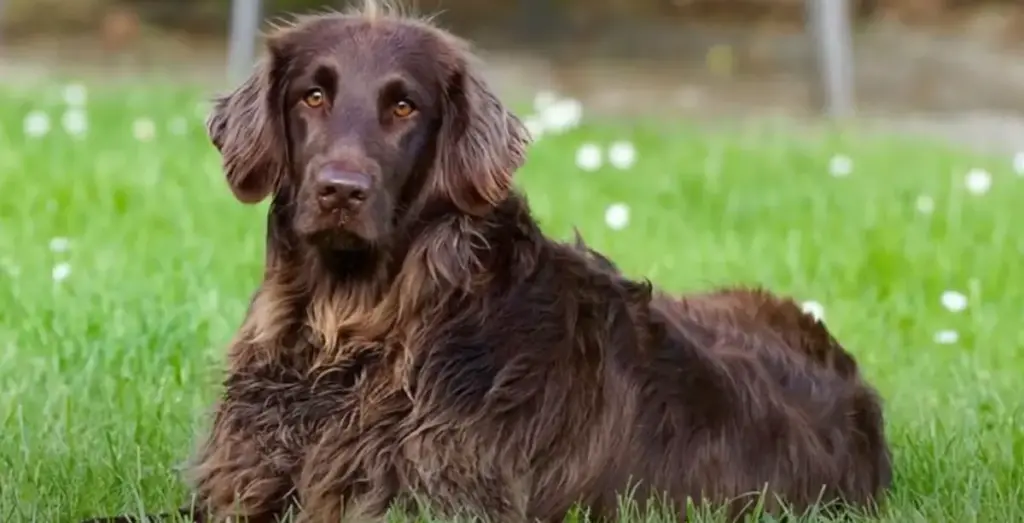 German Longhaired Pointer