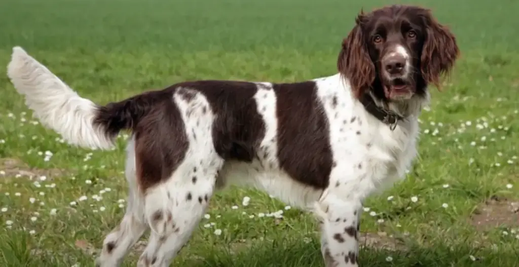 German Longhaired Pointer