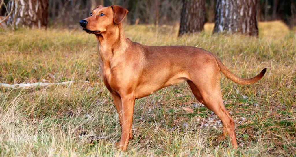 German Pinscher