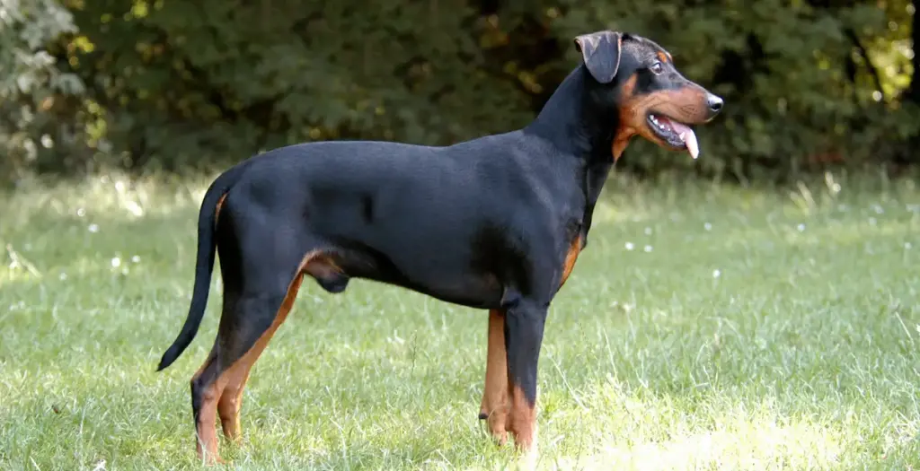 German Pinscher