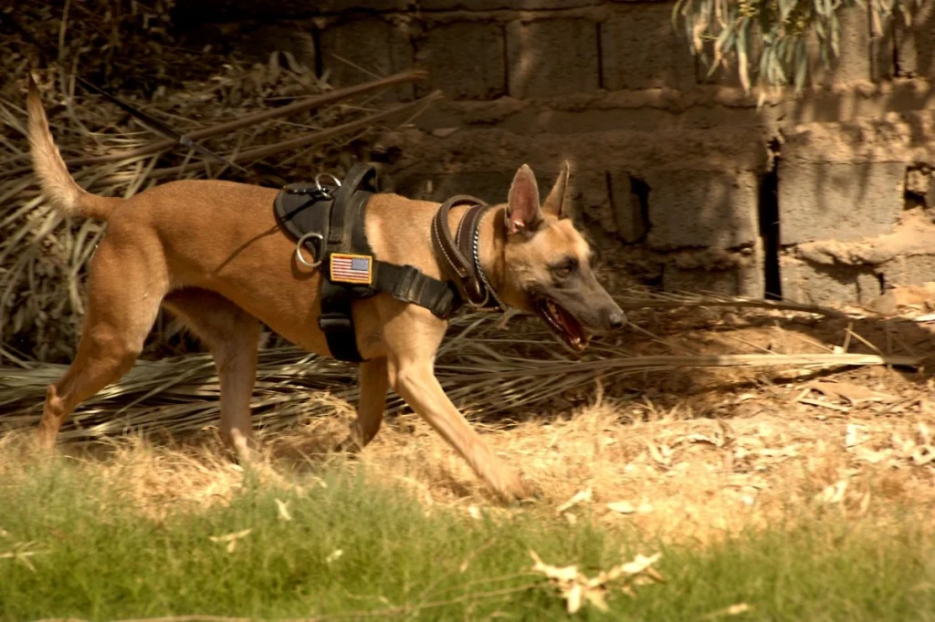 German Shepherd Pit Bull