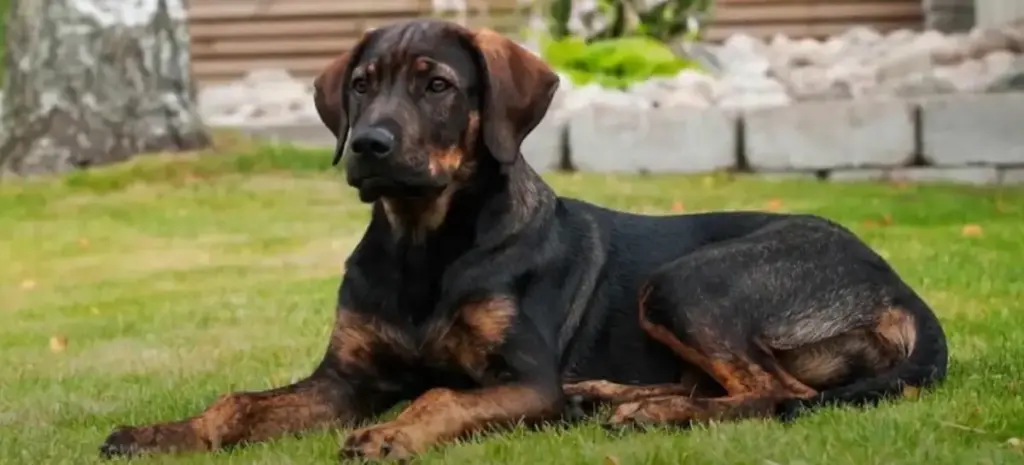 German Shepherd Rottweiler