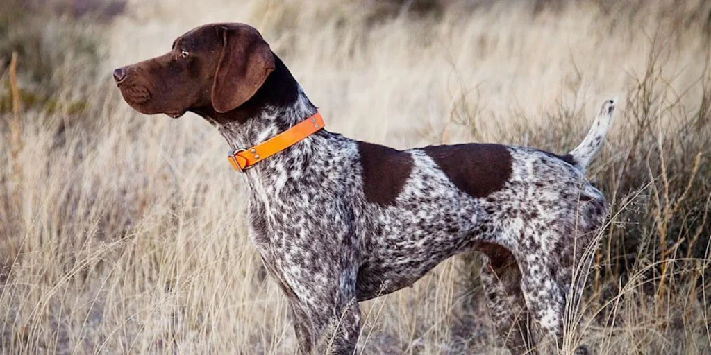 German Shorthaired Pointer