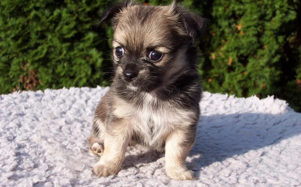 German Spitz