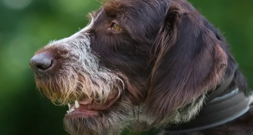 German Wirehaired Pointer