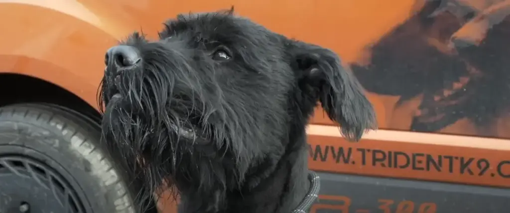 Giant Schnauzer