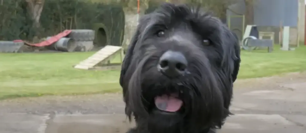 Giant Schnauzer