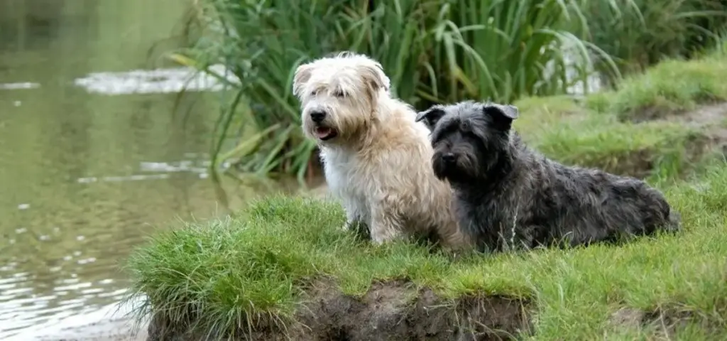 Glen of Imaal Terrier