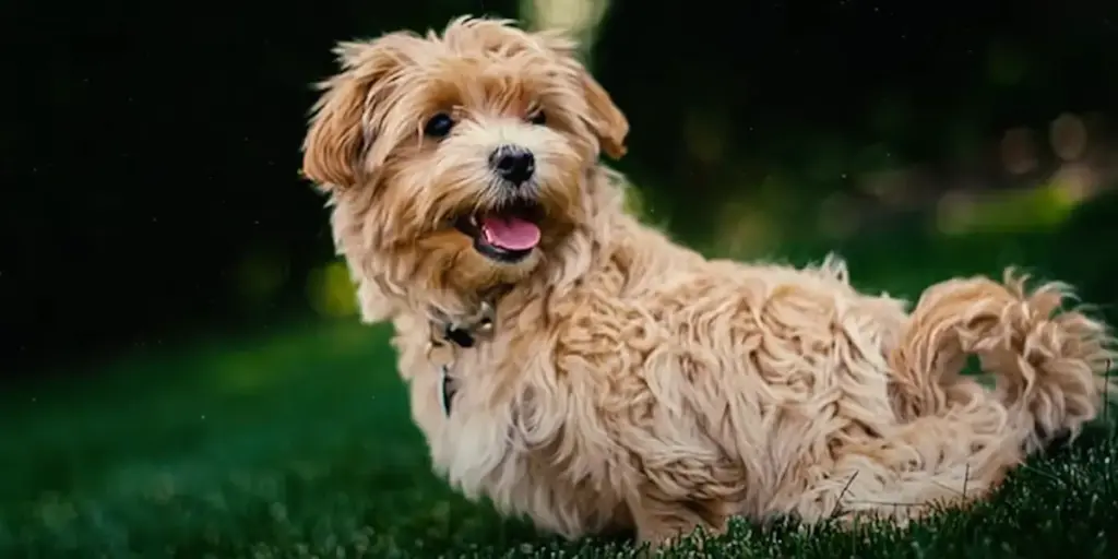 Glen of Imaal Terrier