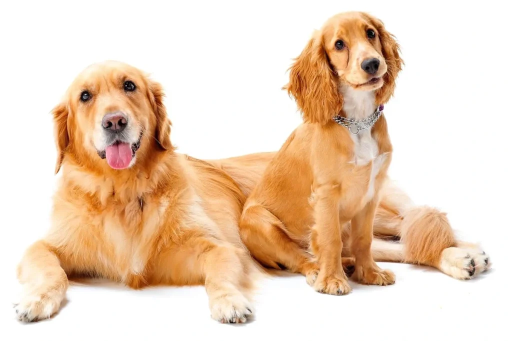 Golden Cocker Retriever