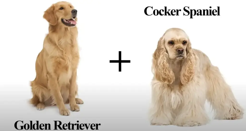 Golden Cocker Retriever