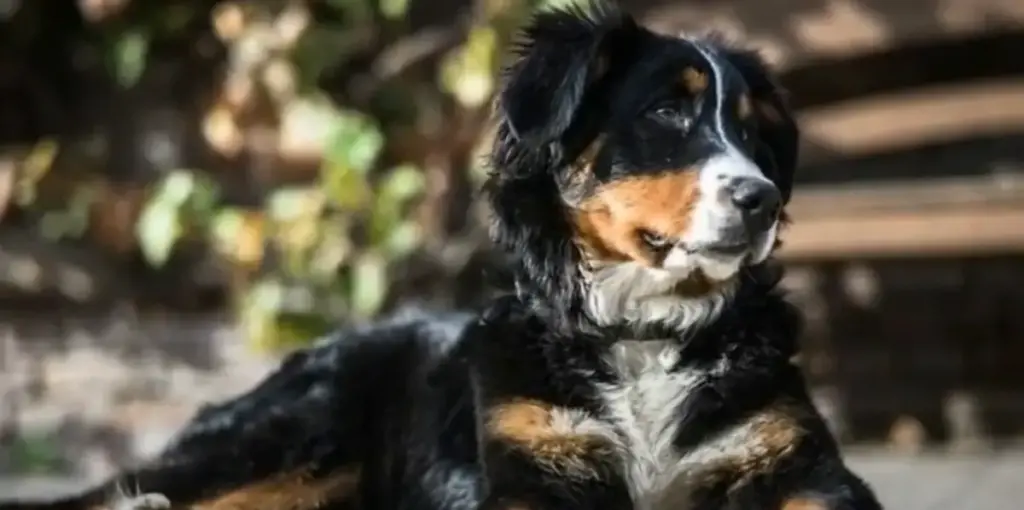 Golden Mountain Dog