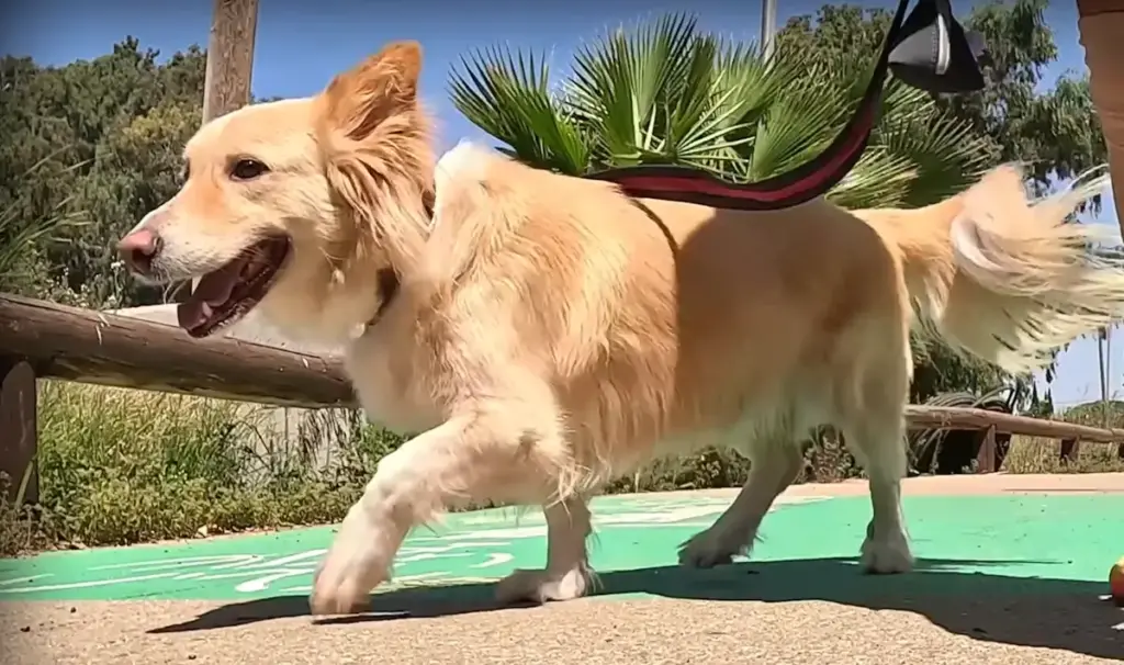 Golden Retriever Corgi