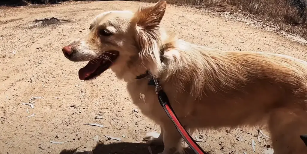 Golden Retriever Corgi