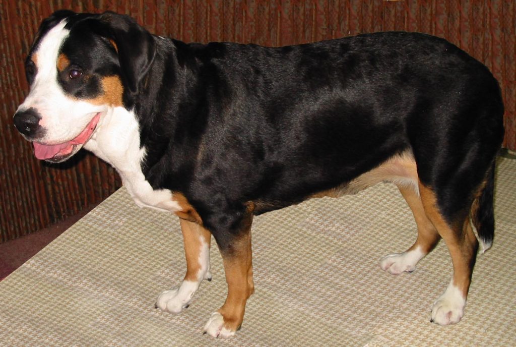 Greater Swiss Mountain Dog