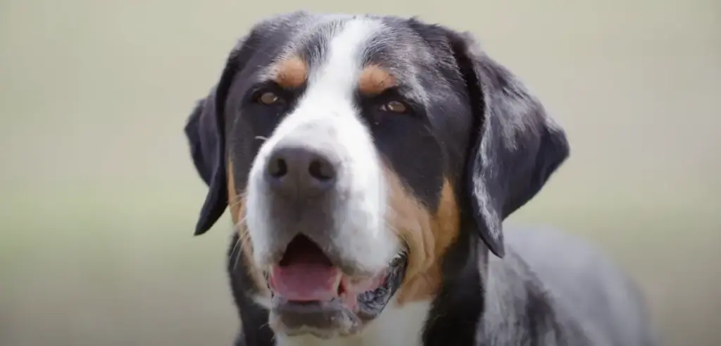 Greater Swiss Mountain Dog