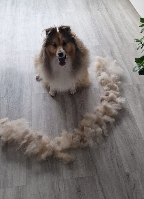 Sheltie Grooming 101: Expert Tips to Keep Your Shetland Sheepdog's Coat ...