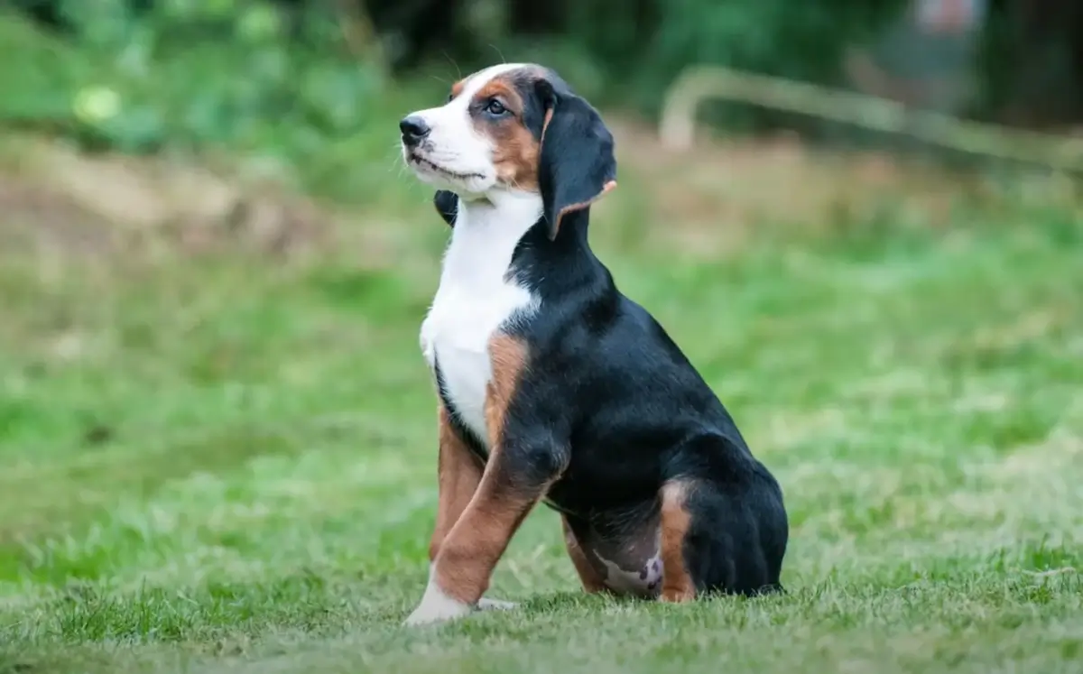 Hamiltonstovare Dog Breed: Uncover Their Versatile Charm and Care Needs