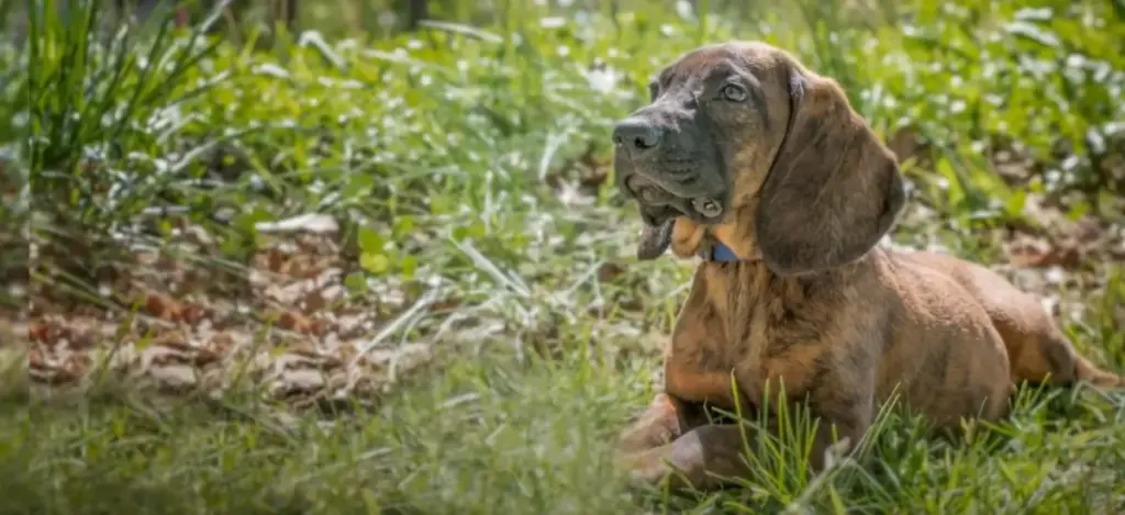 Hanoverian Scenthound