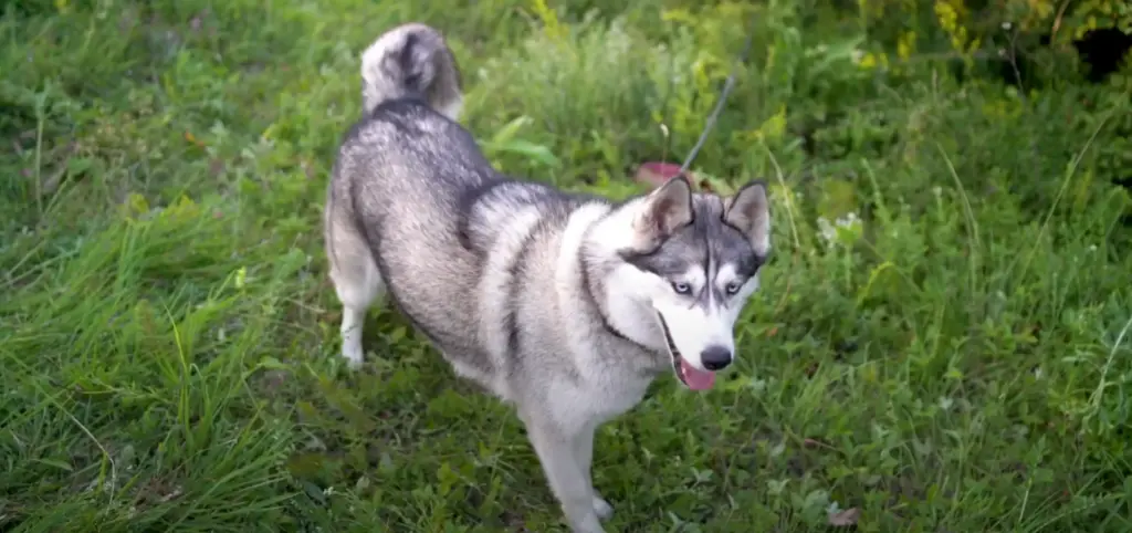 Huskita