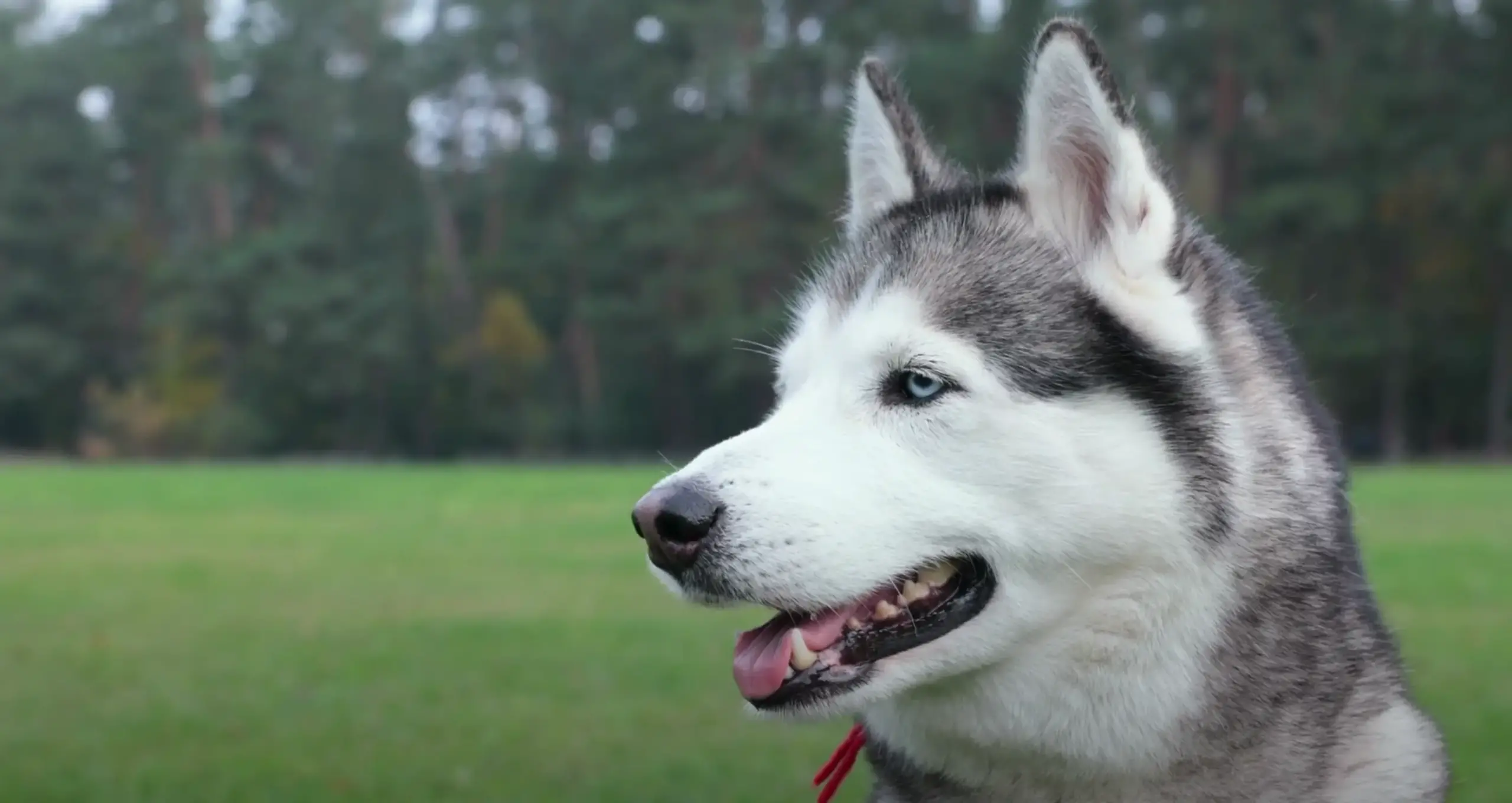 Uncover the Unique Traits of the Spirited Huskita Breed