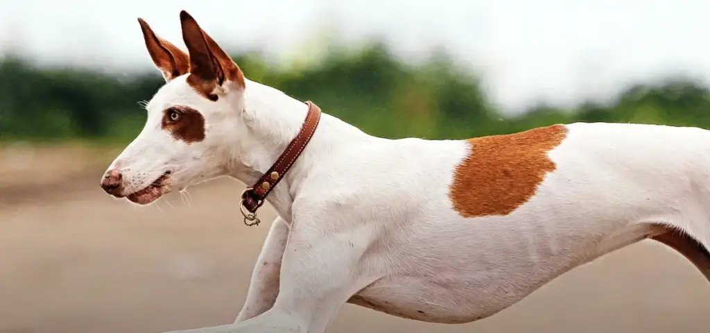 Ibizan Hound