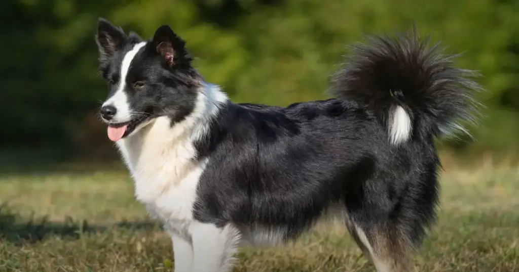 Icelandic Sheepdog