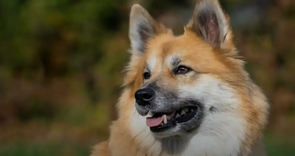 Icelandic Sheepdog