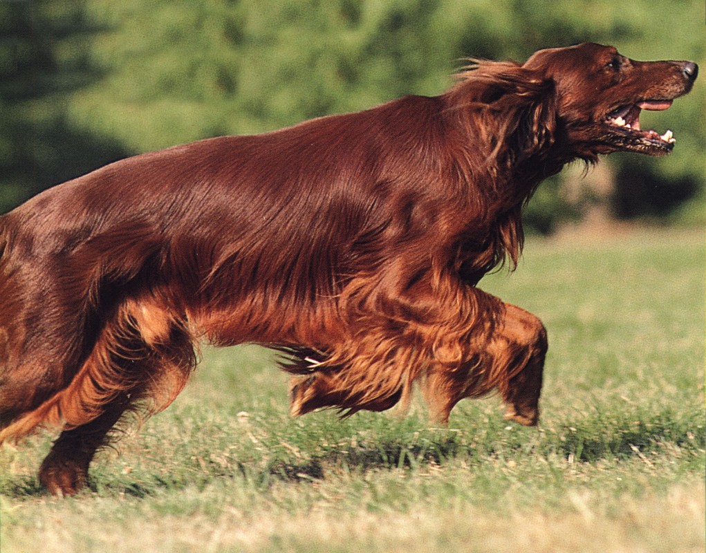 Irish Setter