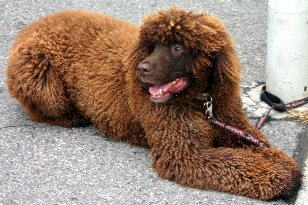 Irish Water Spaniel