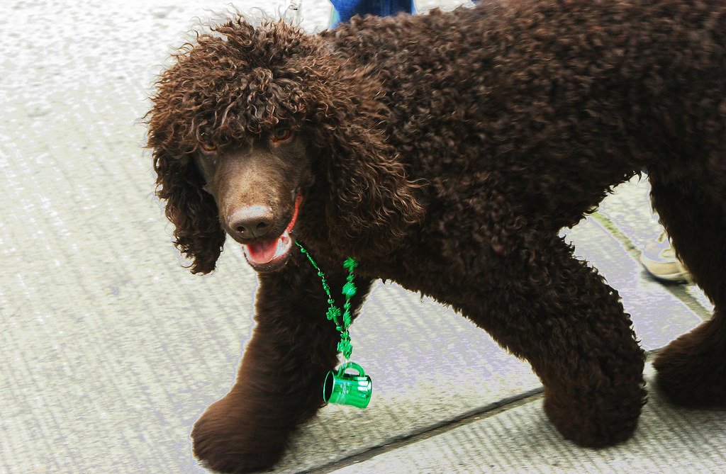 Irish Water Spaniel