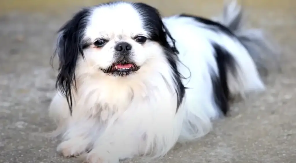 Japanese Chin