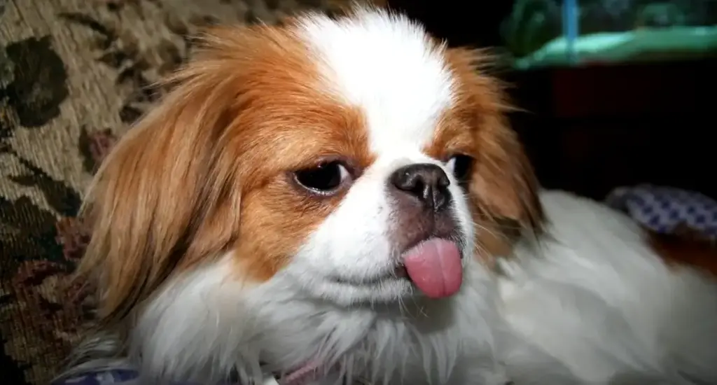 Japanese Chin