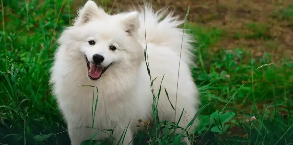 Japanese Spitz