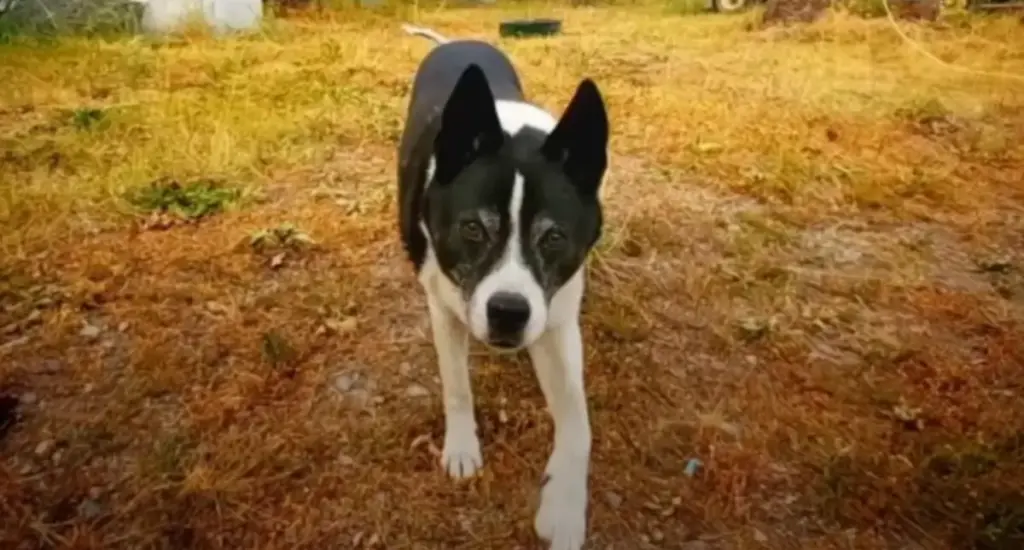 Karelian Bear Dog