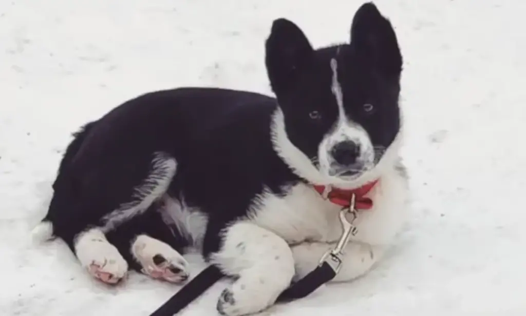 Karelian Bear Dog