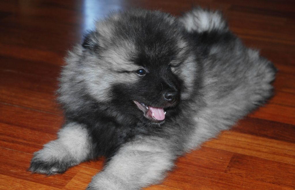 Keeshond pup