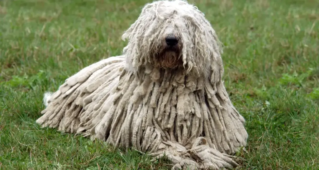 Komondor