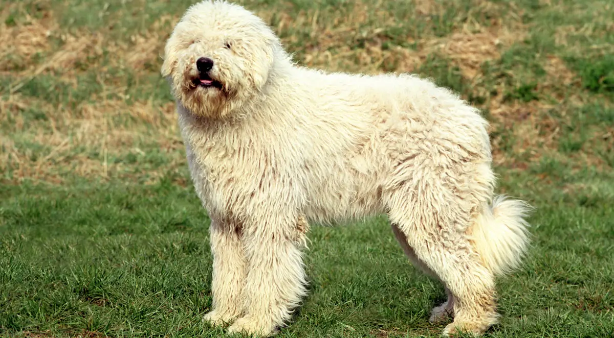 Komondor