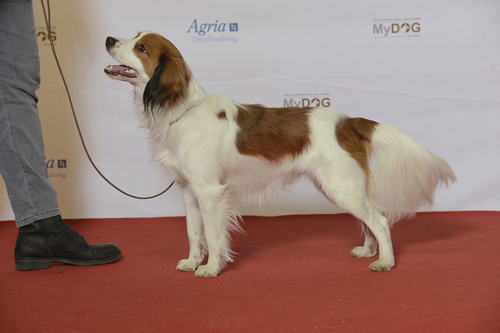 Kooikerhondje