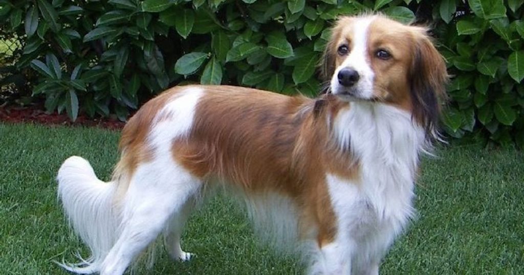 Kooikerhondje