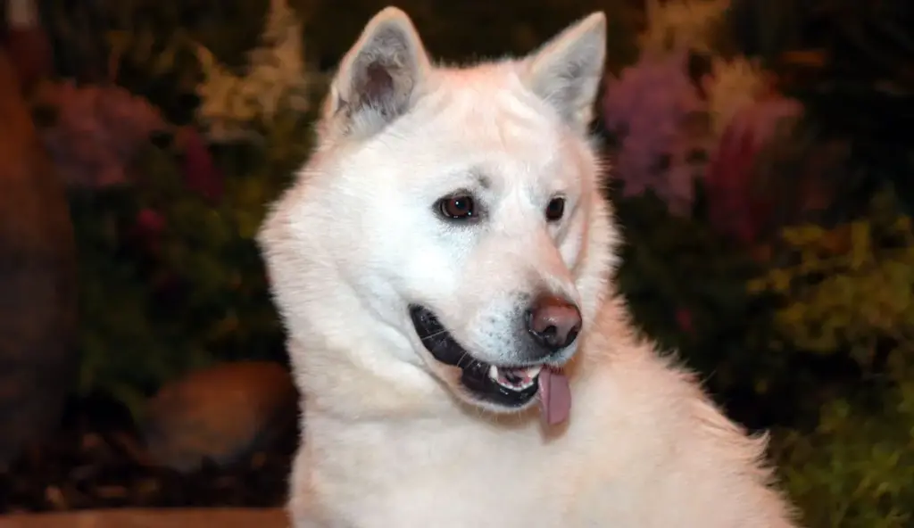 Korean Jindo Dog