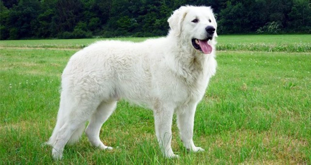 Kuvasz