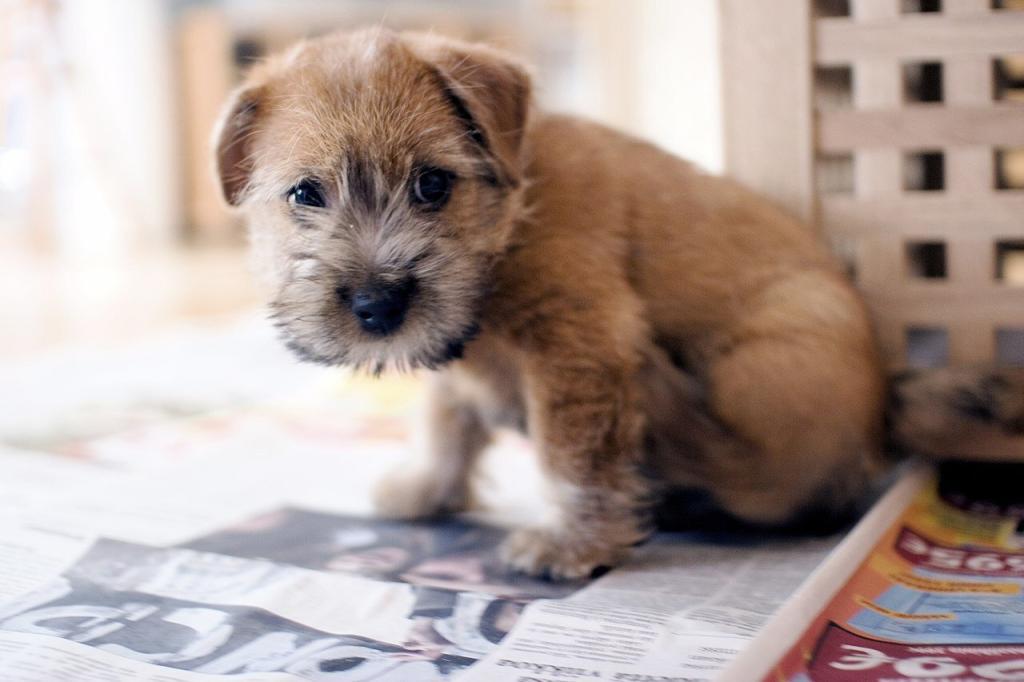 Norfolk Terrier