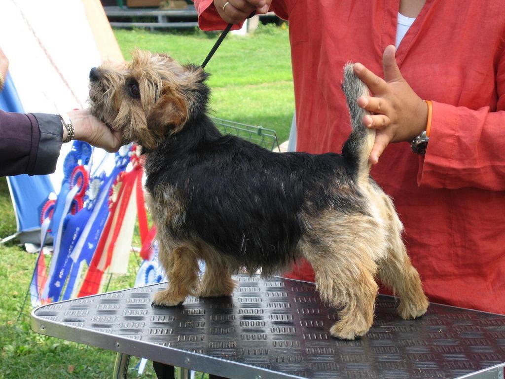 Norfolk Terrier