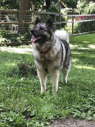 Norwegian Elkhound