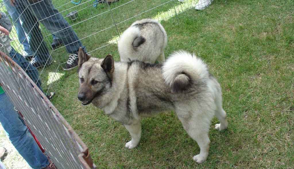 Norwegian Elkhound